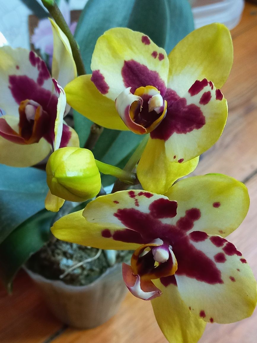 Орхидея цветущая  сортовая азиатская с бутонами Layky Cat