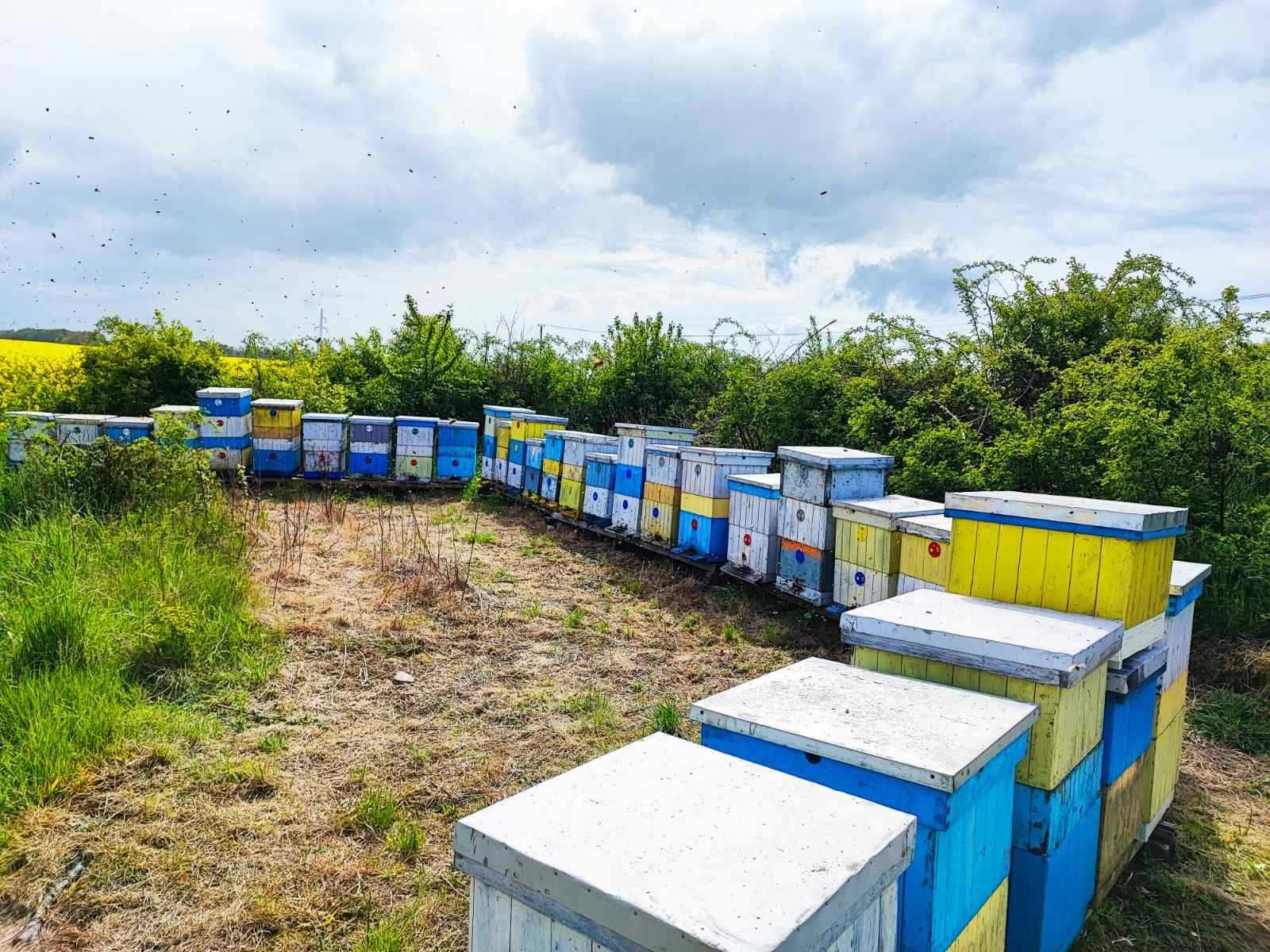 Zestaw miodów z Kaszub: wielokwiatowy, 200g propolisu. FELIKS KONKOL