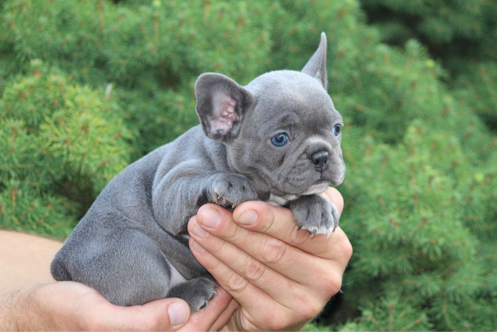 Голуба дівчинка французик