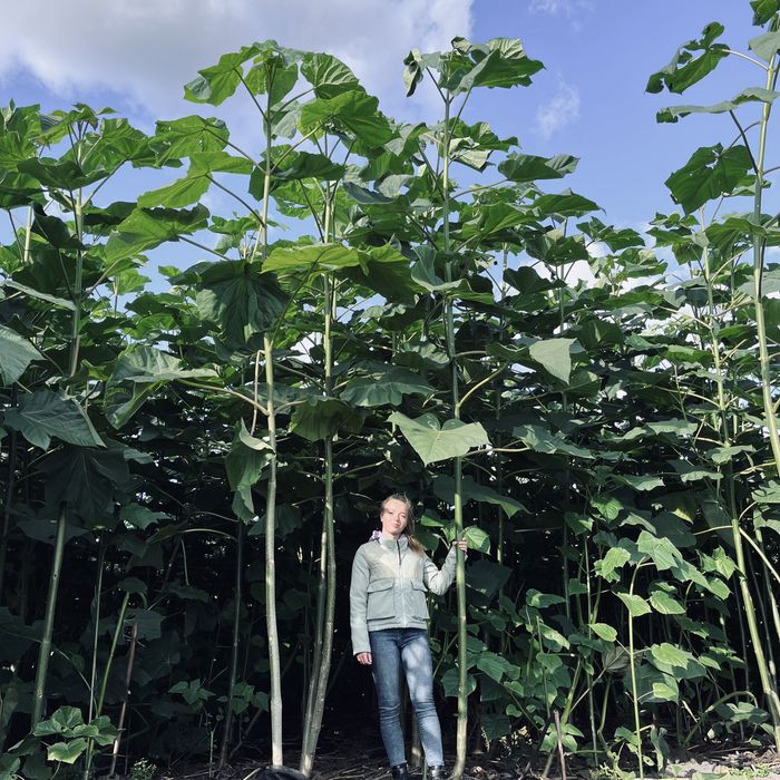 Промислова Павловния, Коріння однорічне 3см, Павловния Безкош.дост