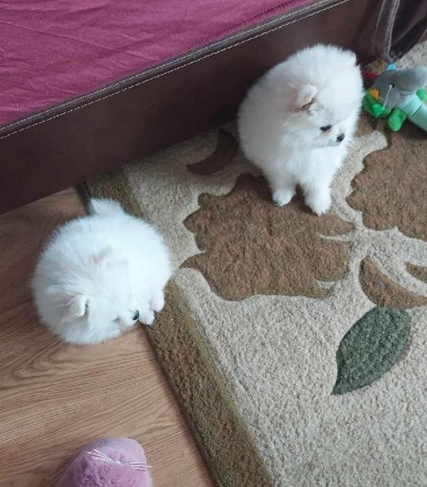 Szpic miniaturowy pomeranian
