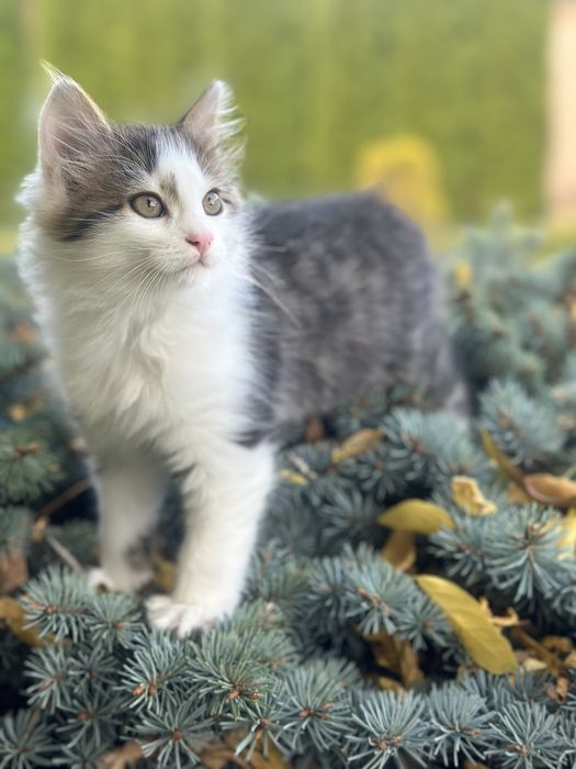 Подарую миленьких котиків, щоб приносили вам радість