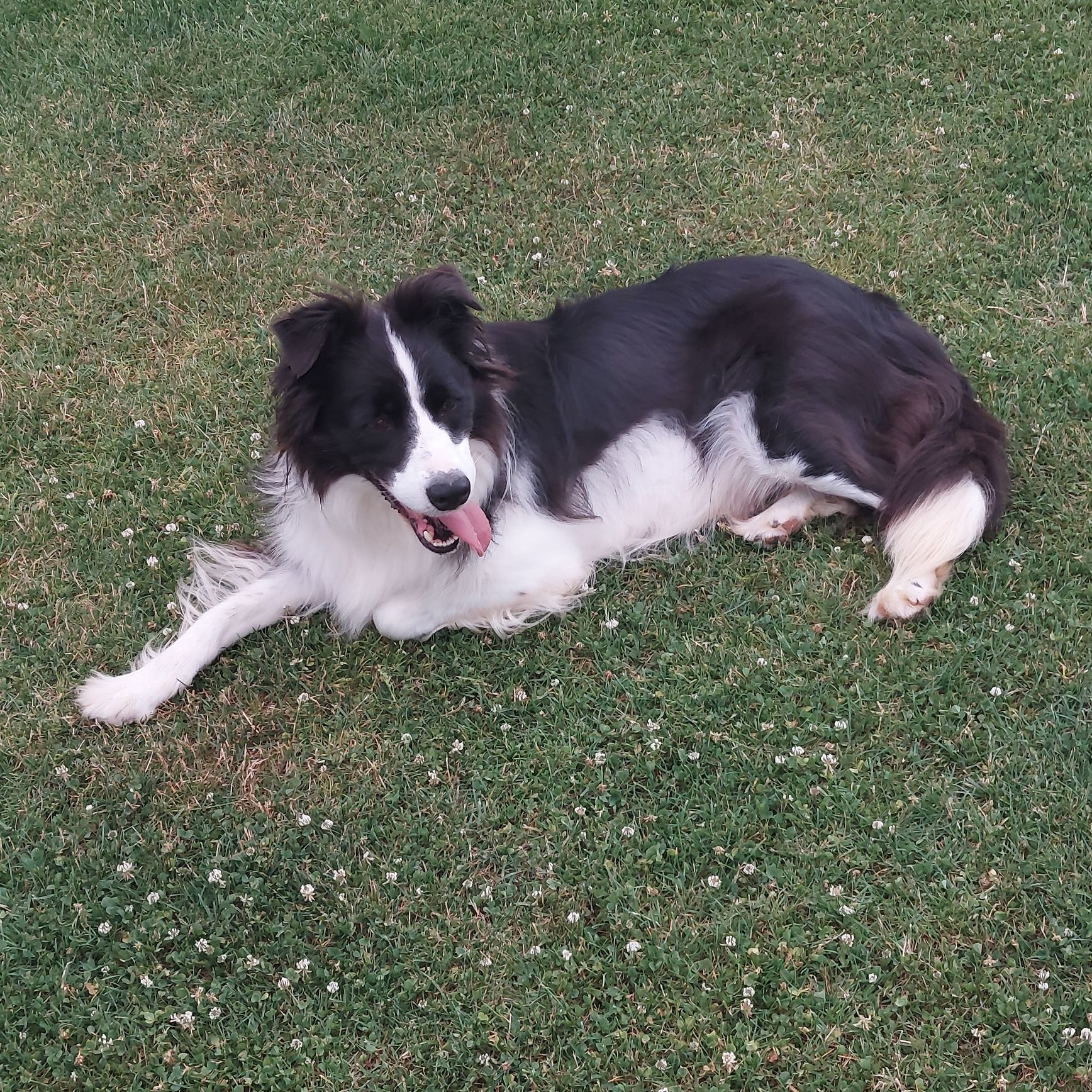 Border collie szczeniak!