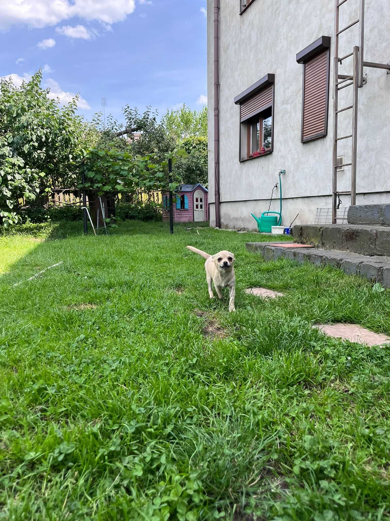 Chihuahua krótkowłosy odchowany śliczny chłopiec czeka na nowy dom!