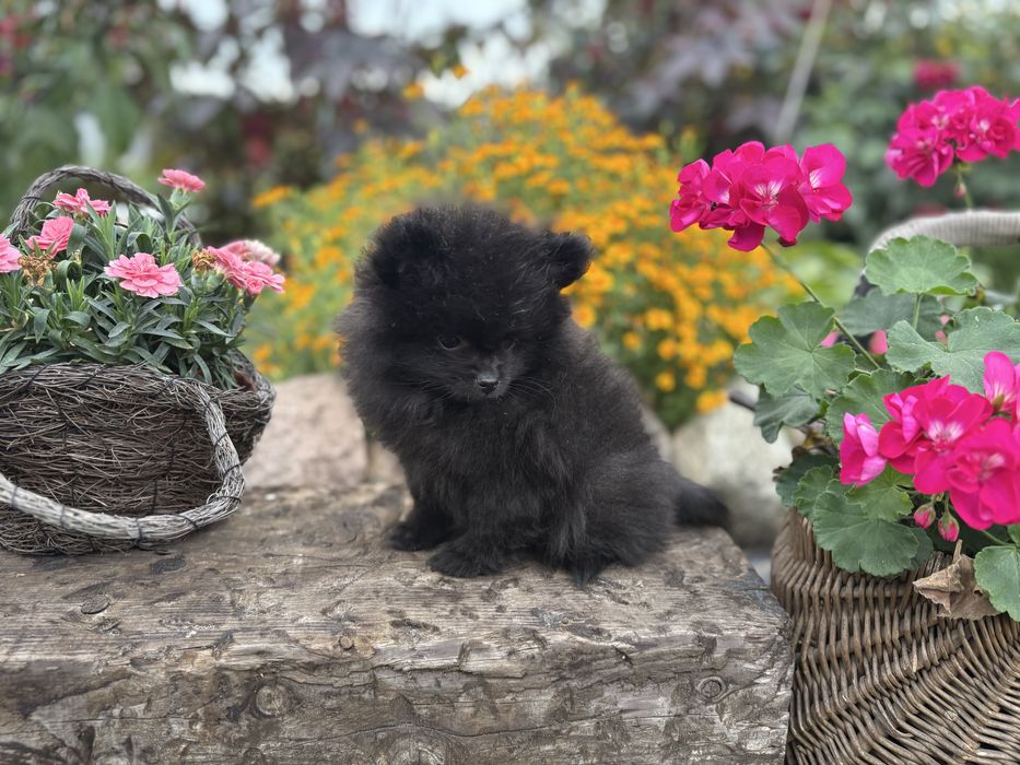 Mini piesek pomeranian szpic minaiturowy szpic minaitura
