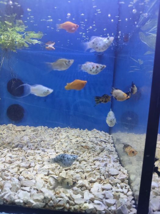 Mollys balão variadas