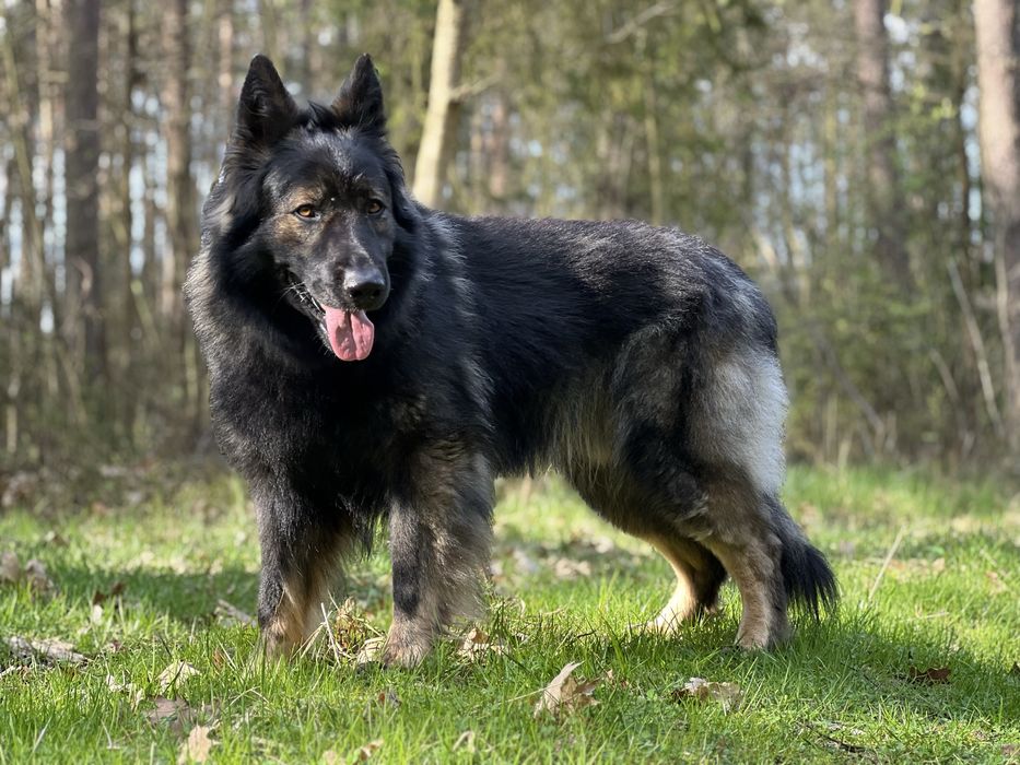 Owczarek Staroniemiecki linia DDR ( suczka 8 tyg )