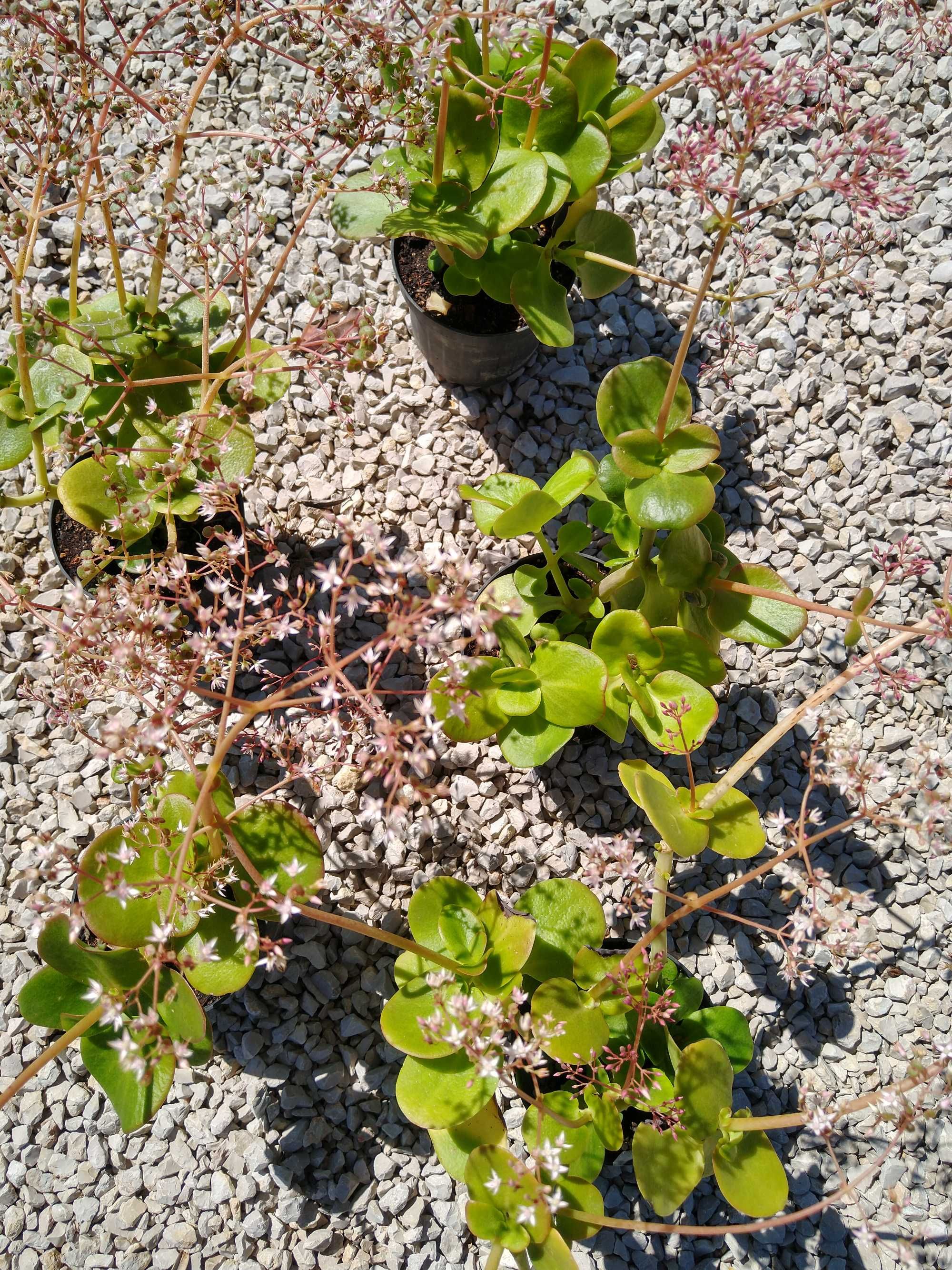 Plantas Crassula multicava