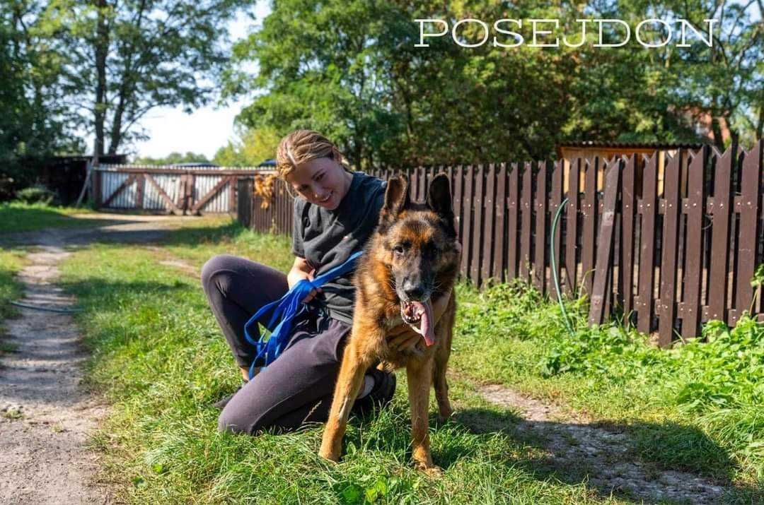 Wspaniały owczarek niemiecki Posejdon szuka kochającego domu