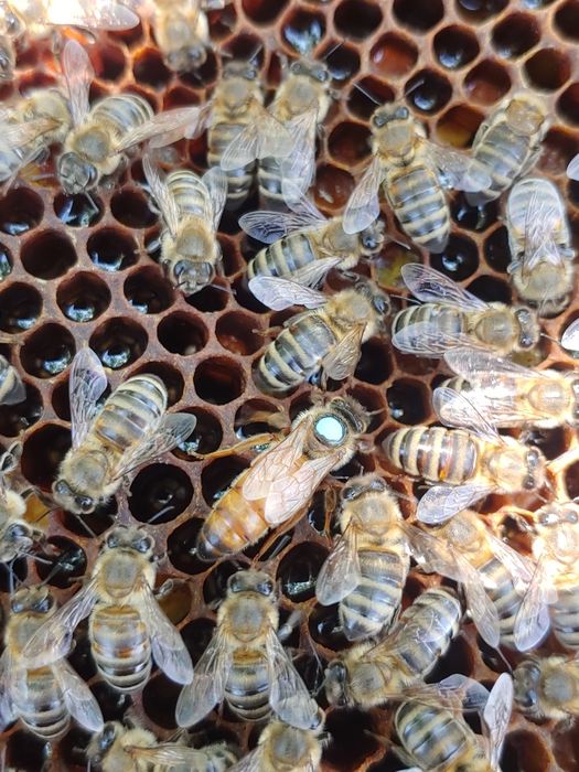 Бджоломатки Бакфаст / Кордован F1