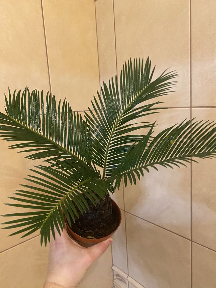 Cycas cykas sagowiec rovoulta nie palma