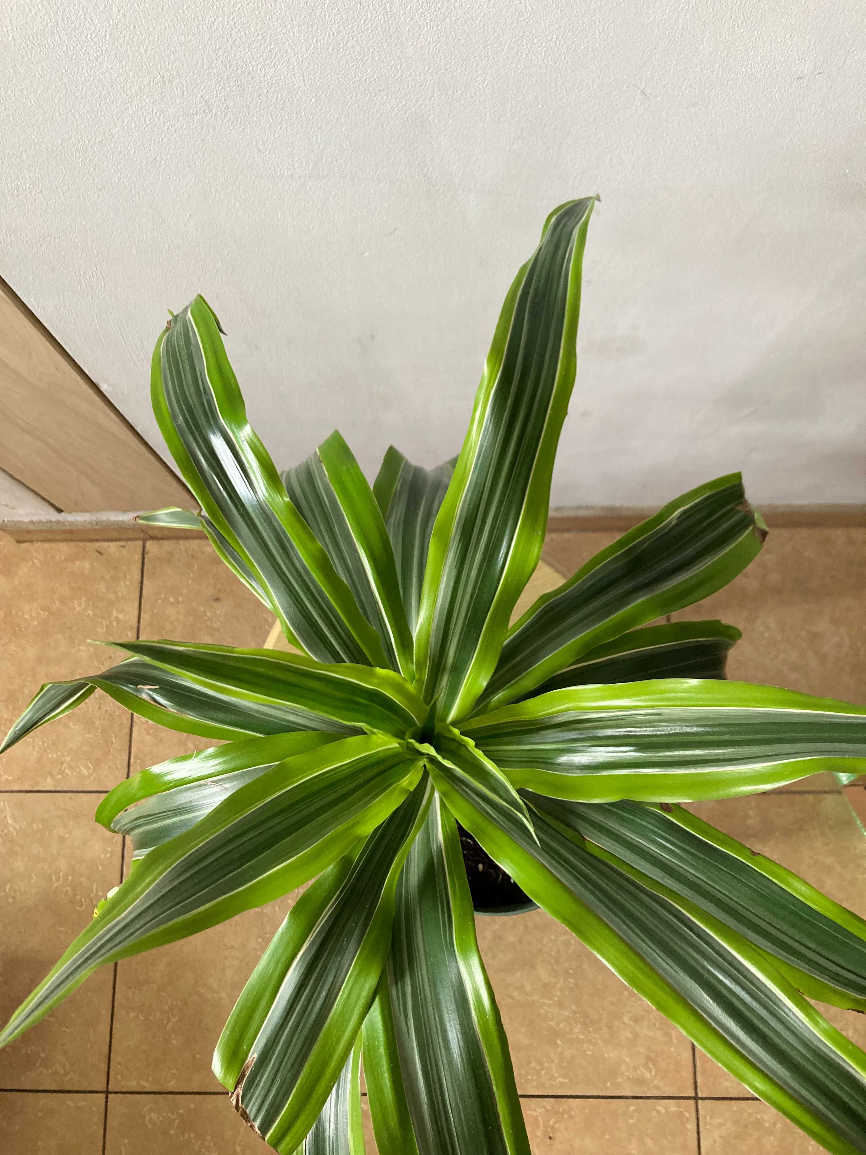 Dracena deremeńska (smocze drzewo)