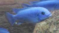 GB MALAWI Pyszczak Kobaltowy (Metriaclima callainos) - dowóz ryb!
