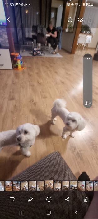 Maltanczyk szczeniak aktualne