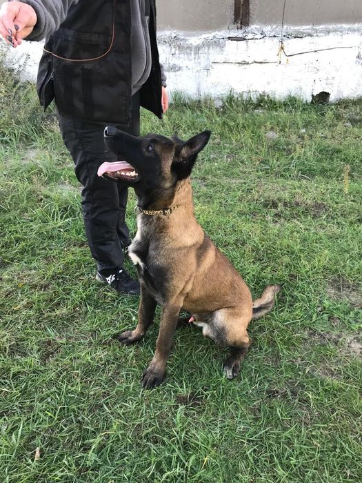 Бельгійська вівчарка