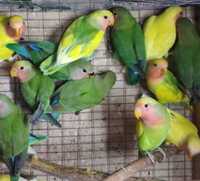 Молоденькие птенцы неразлучника и волнистые попугаи
