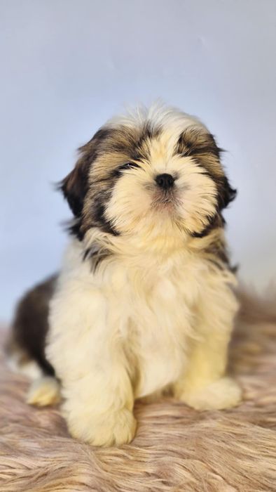 Shih tzu suczka gotowa do odbioru