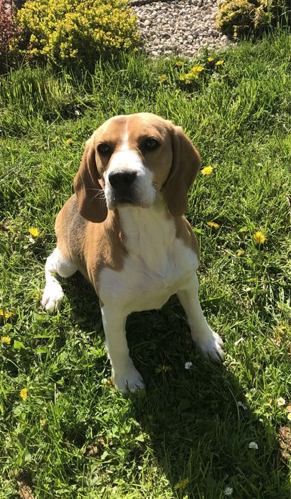 ŚLICZNY BEAGLE tricolor Rodowód Chip Umowa