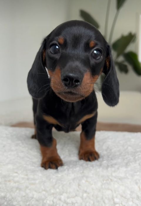 Чорнопідпалі таксята шукають люблячу сімю