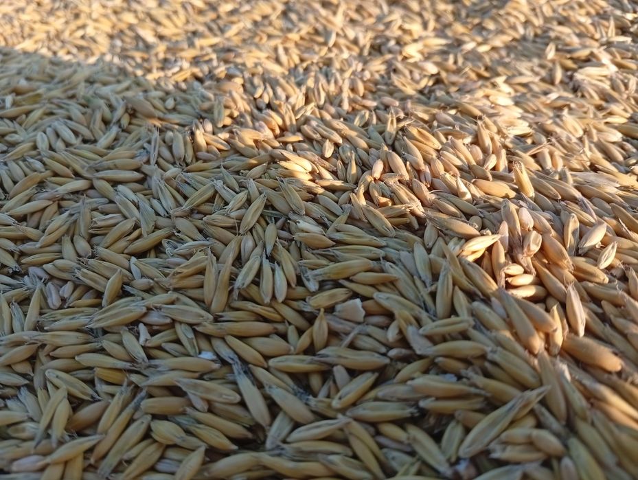 Owies jary Rambo  2025 50 kg w workach