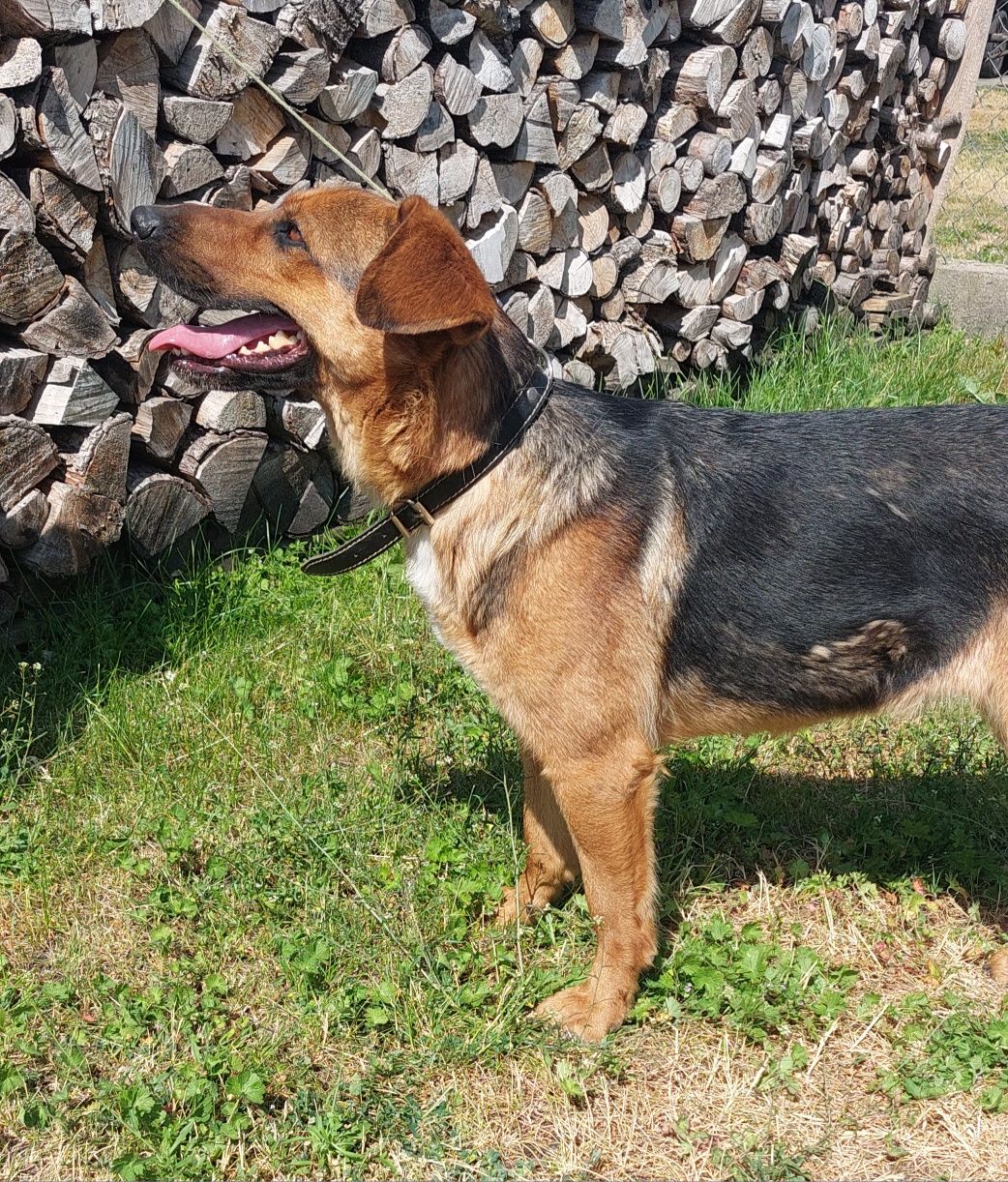 Hexa sunia do adopcji