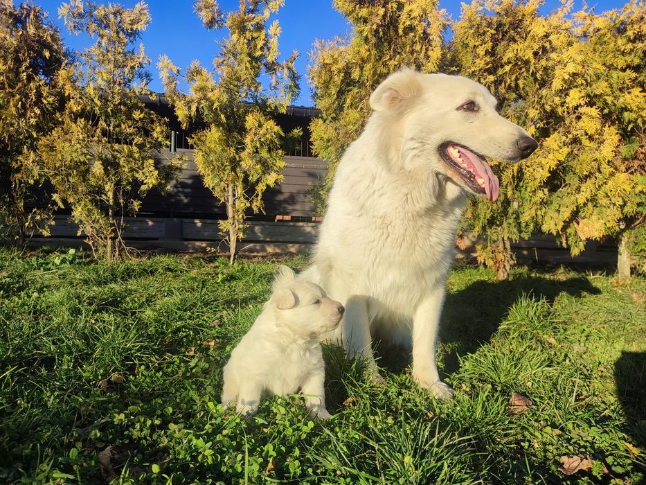 Owczarek Szwajcarski Długowłosy