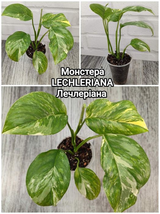 Monstera Standleyana yellow variegated