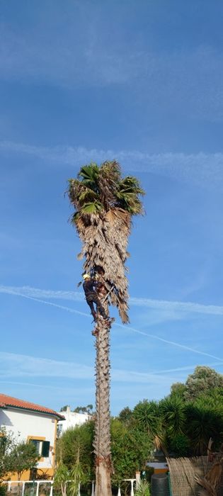 Serviço  corte de árvores manutenção de jardins