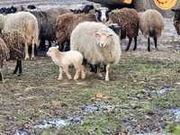 Owce wrzosówki sprzedam