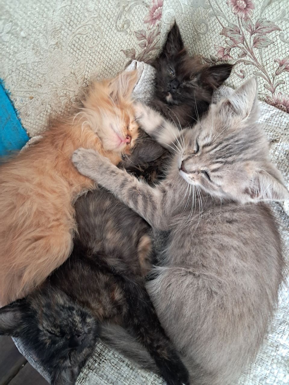 віддам  котят в добрі руки