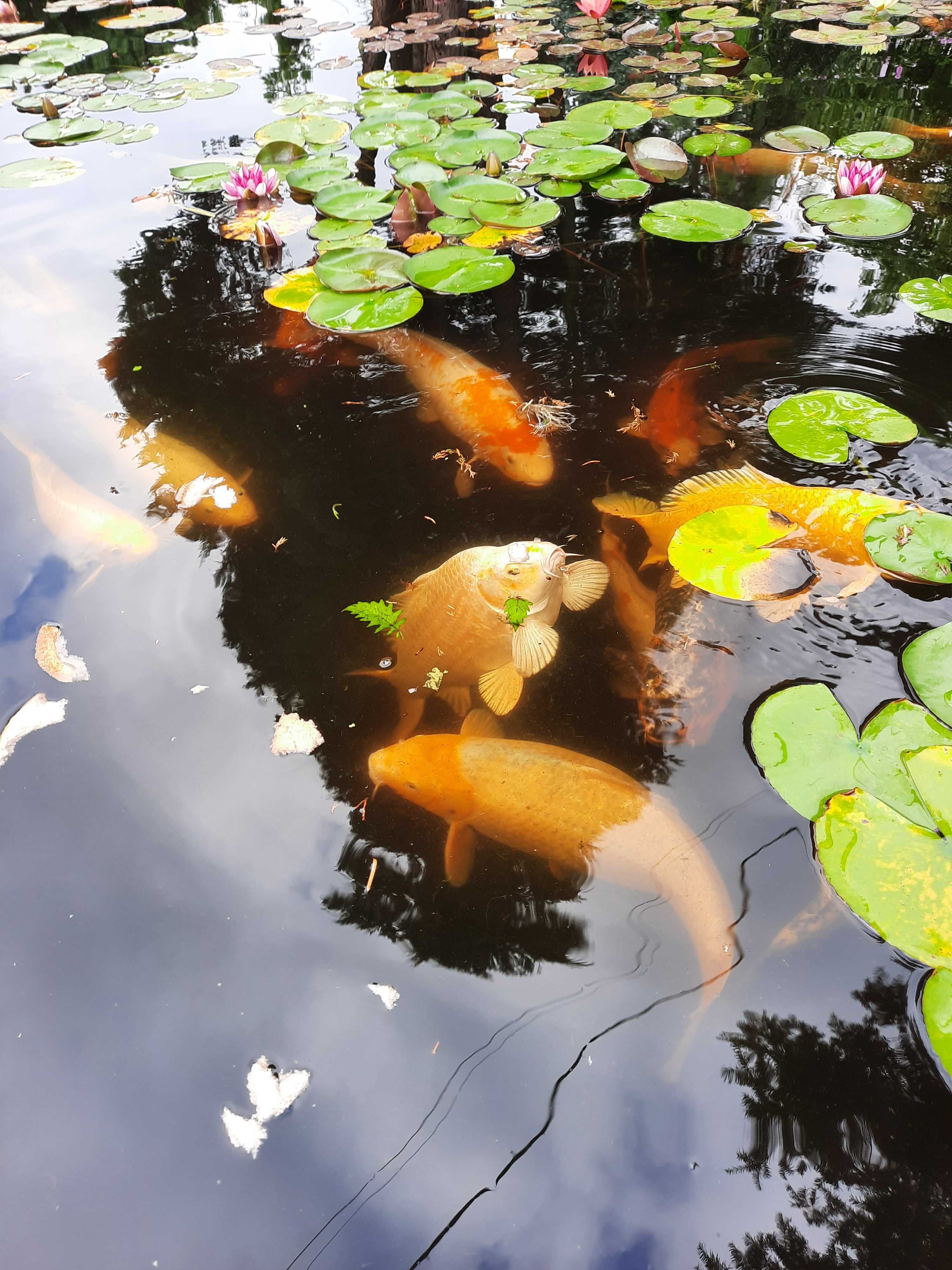 Karpie koi 50 cm