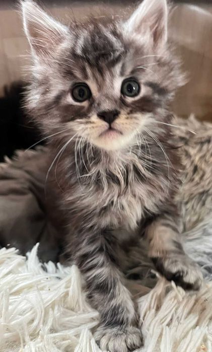 Kotka Maine Coon ns shaded