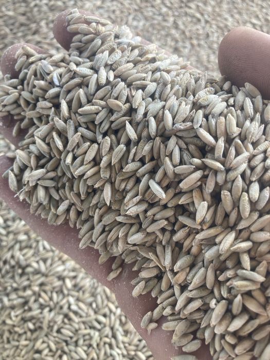 Żyto hybrydowe, pszenica, pszenżyto