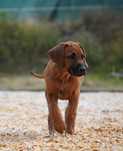 Rhodesian Ridgeback, szczenię standartowe suczka ZKwP KIBANDA