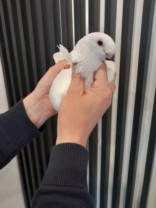 Orliki Belgijski Antwerpski