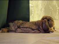 Królik miniaturka Mini Lop