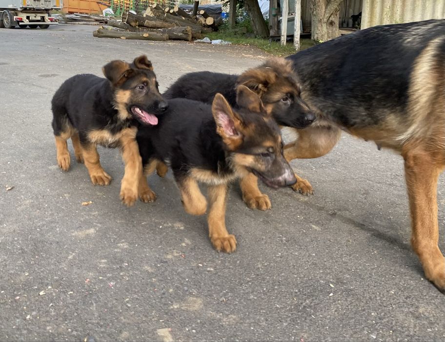 Продам цуценят німецької  вівчарки