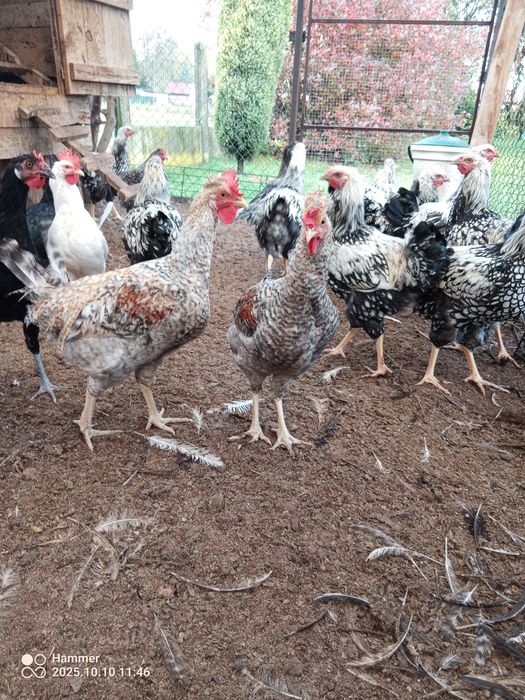 Koguty leghorn, legbar cream, wyandotte srebrnołuskowanej, zielononóż