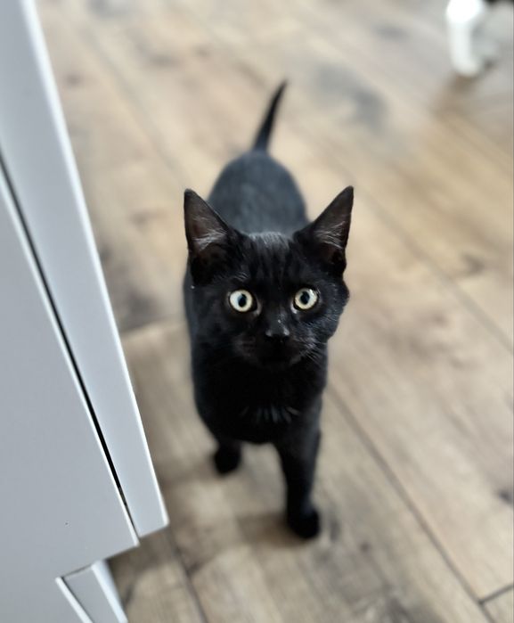 Kot szuka kochającego, ciepłego domu