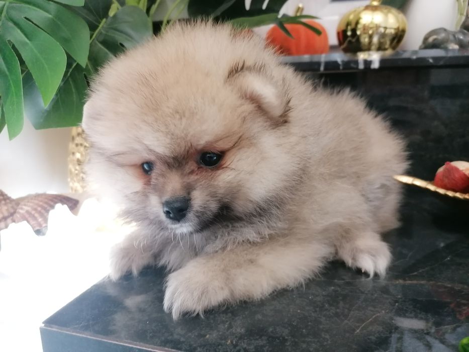 Szpic miniaturowy suczka