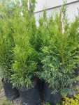 Tuja Aureospicata 80 cm — Piękna i Idealna na Żywopłot!