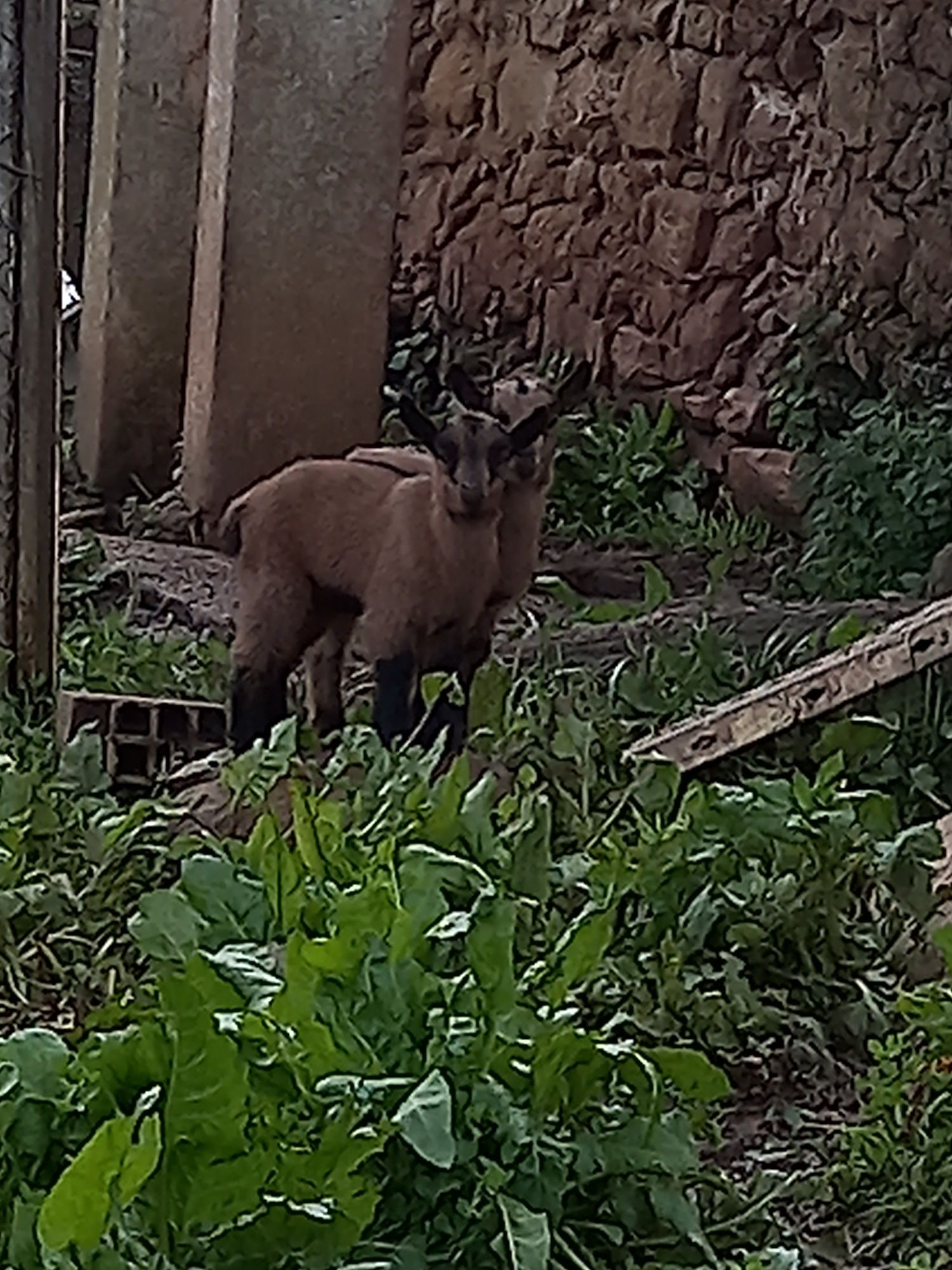 Cabras anãs machos e fêmeas