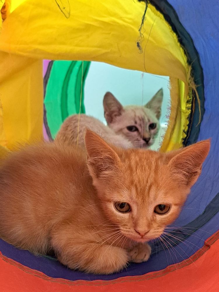Gatinhos para Adoção