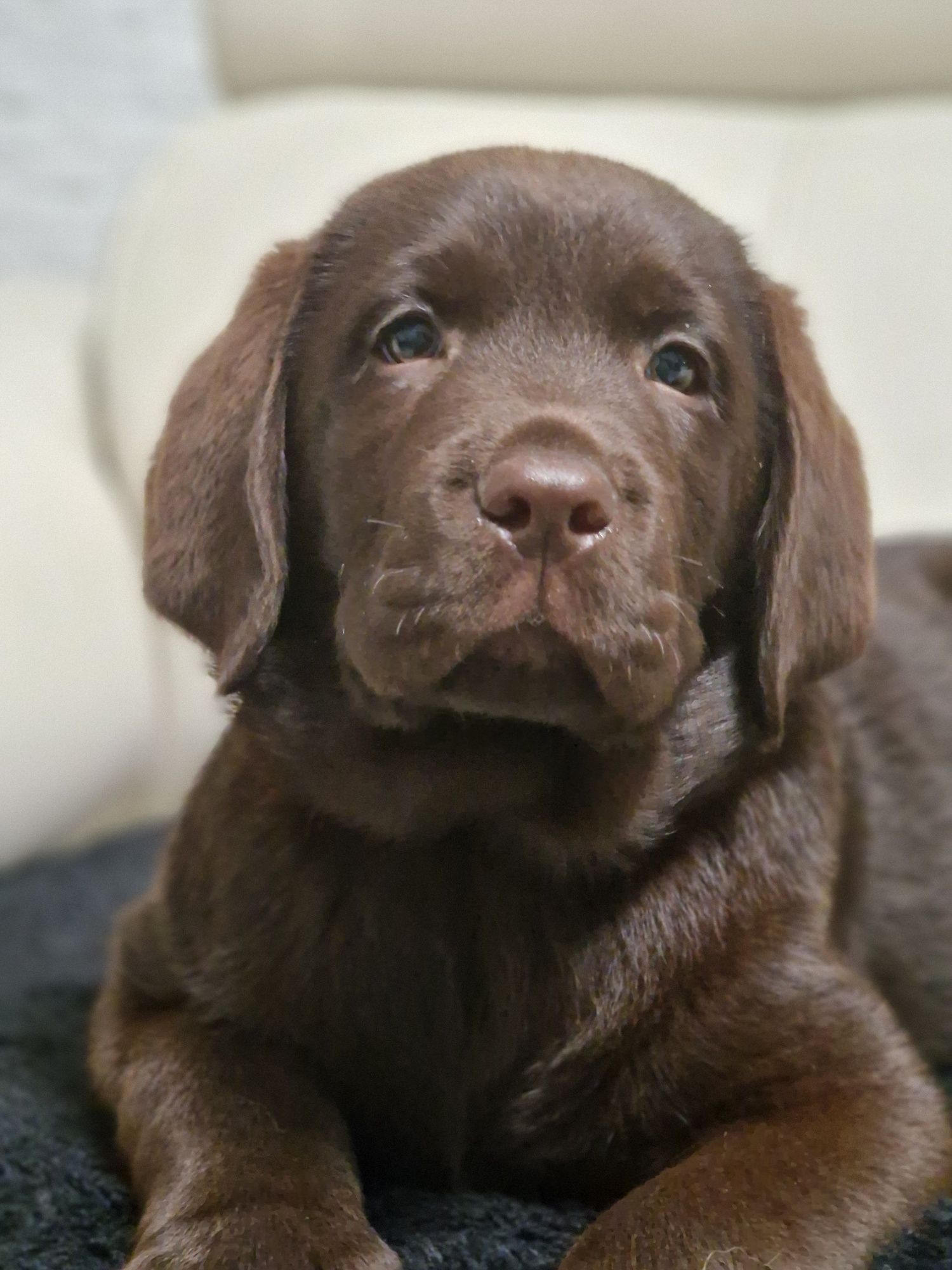 Labrador retriever szczeniak zkwp śląskie