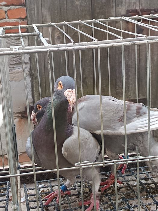 Rzeszowski gołębie rzeszowskie