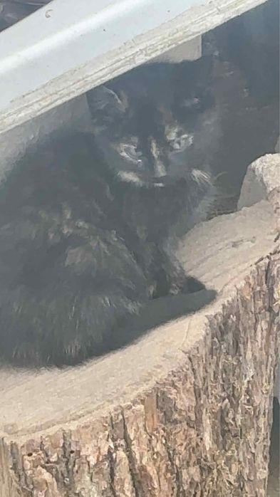 Śliczna szylkretka szuka domu