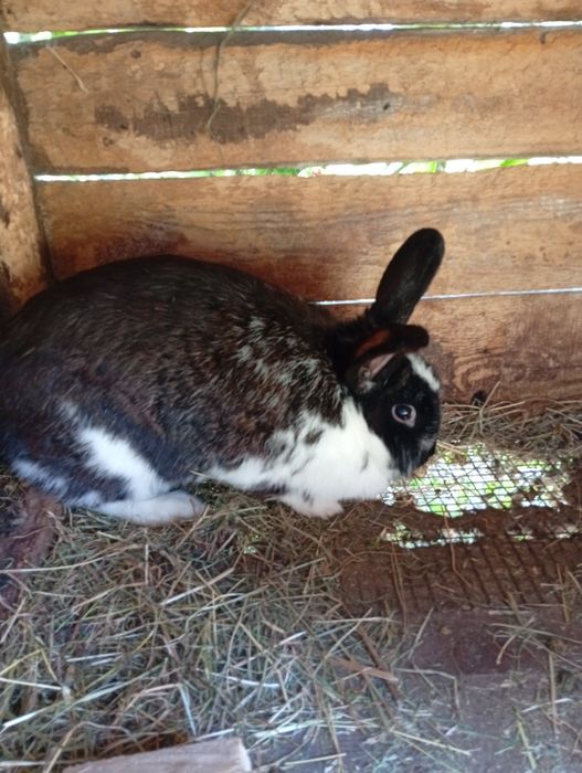 Продам кролів молоді малі та середні