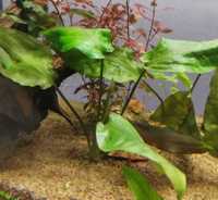 Zwartka pontederolistna - Cryptocoryne pontederiifolia