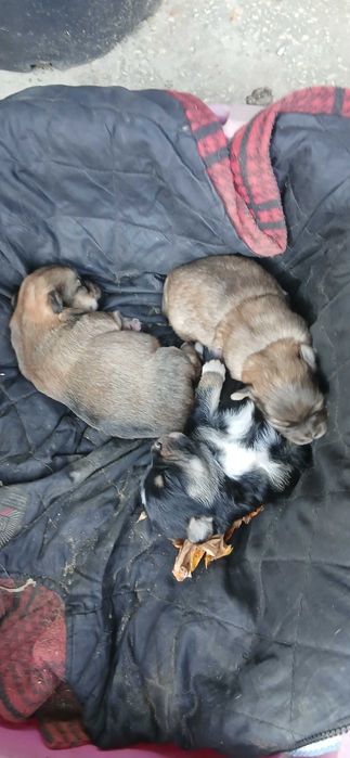 Карликові цуценята. НЕ ЧИСТОПОРОДНІ!!!