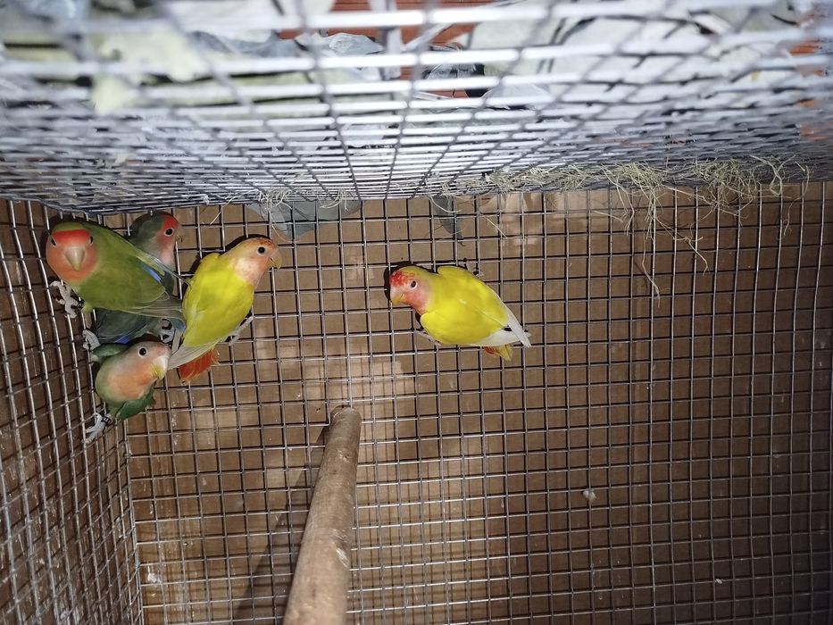 Agapornis roseicollis fêmeas
